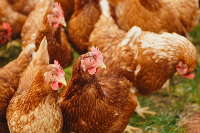 Brown chickens standing in field, ideal for Poultry Farms