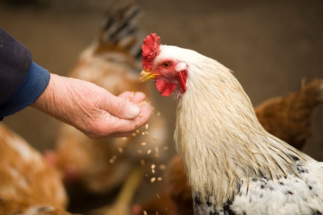 chicken house insurance