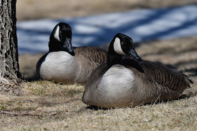 When is Duck Season in Arkansas | Hunting Schedule and Regulations